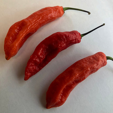 Jalapeno Ghostly - Seeds - The Pepper Pantry (Formerly Marie Sharp's)